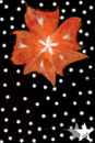 flower-carpet