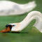 swan by Belinda