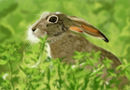 hare