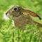 hare by Belinda