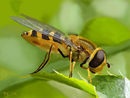 bee
