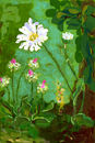 daisy-dear