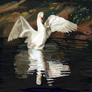 swan-dive
