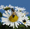 bzzz by Belinda