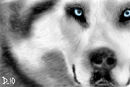 lobo