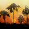 tropical by Samara