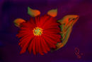 crazi-red-flower