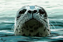 seal
