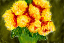 again-chrysanthemum again-chrysanthemum