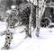 snow-leopard by hakan