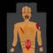 anatomy by Toadfly