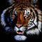 tiger by hakan