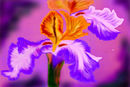 iris