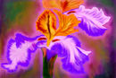 iris1