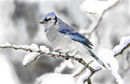 eating-snow
