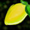 lemoni-luv-it-x by Twogirls