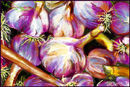 fresh-garlic