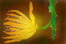 yellow-light