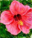 hibiscus-flower