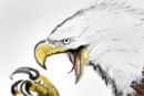 aguila-pescadora