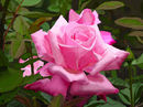 pink-rose pink-rose