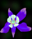 columbine