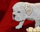 my-puppy