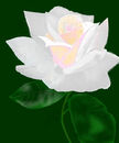 a-white-rose