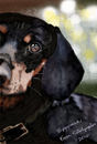 dashy-the-dachshund dashy-the-dachshund