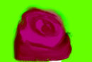 rose2