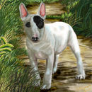 english-bull-terrier-f