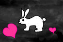 bunny