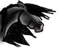 my-horse--stakato-