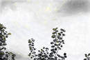 cloudy