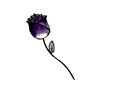 rose