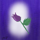 purple-rose