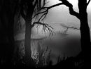 swamp