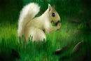 squirel