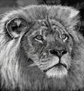 king-of-the-jungle