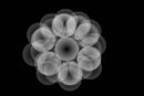 flover