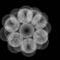 flover by Elienairre